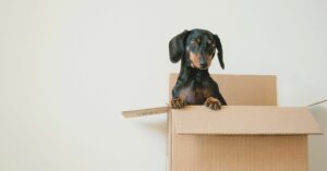 pets and rental properties
