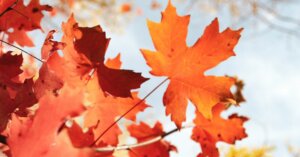 autumn cleaning tips