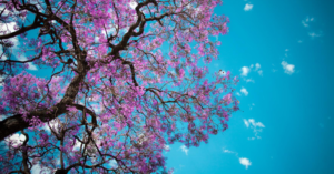 2020 brisbane spring selling season cherry blossom banner 1024x536 1